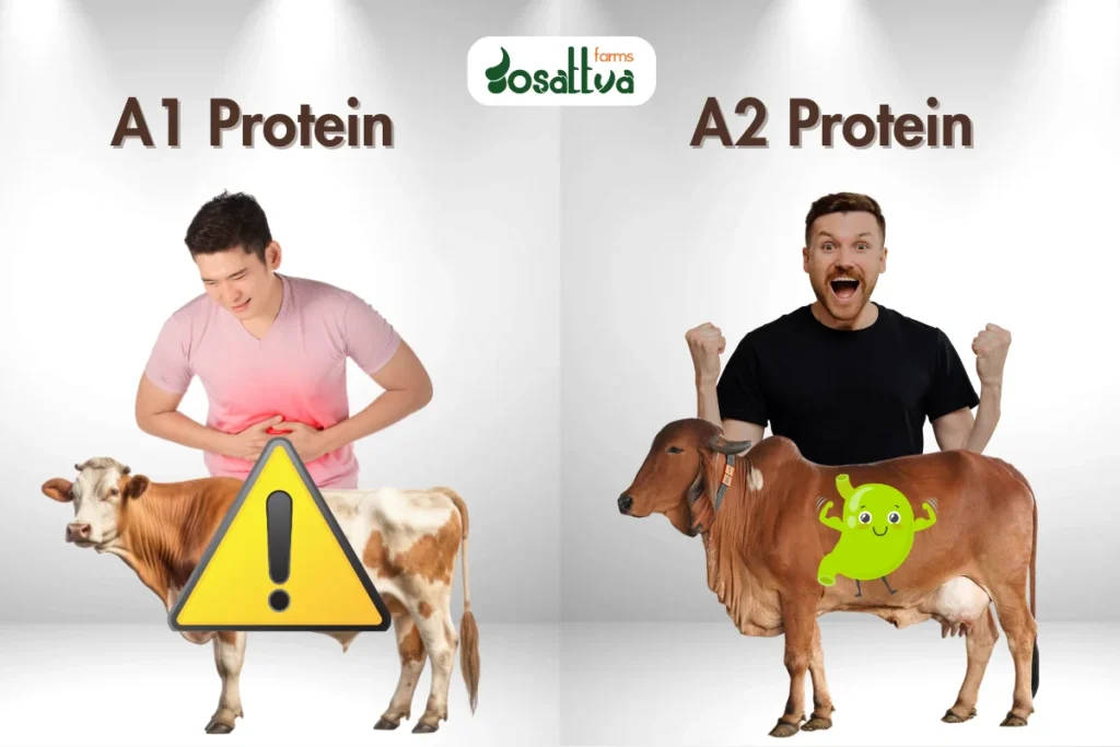 Gosattva Blog Image a1 milk upset stomach a2 milk happy